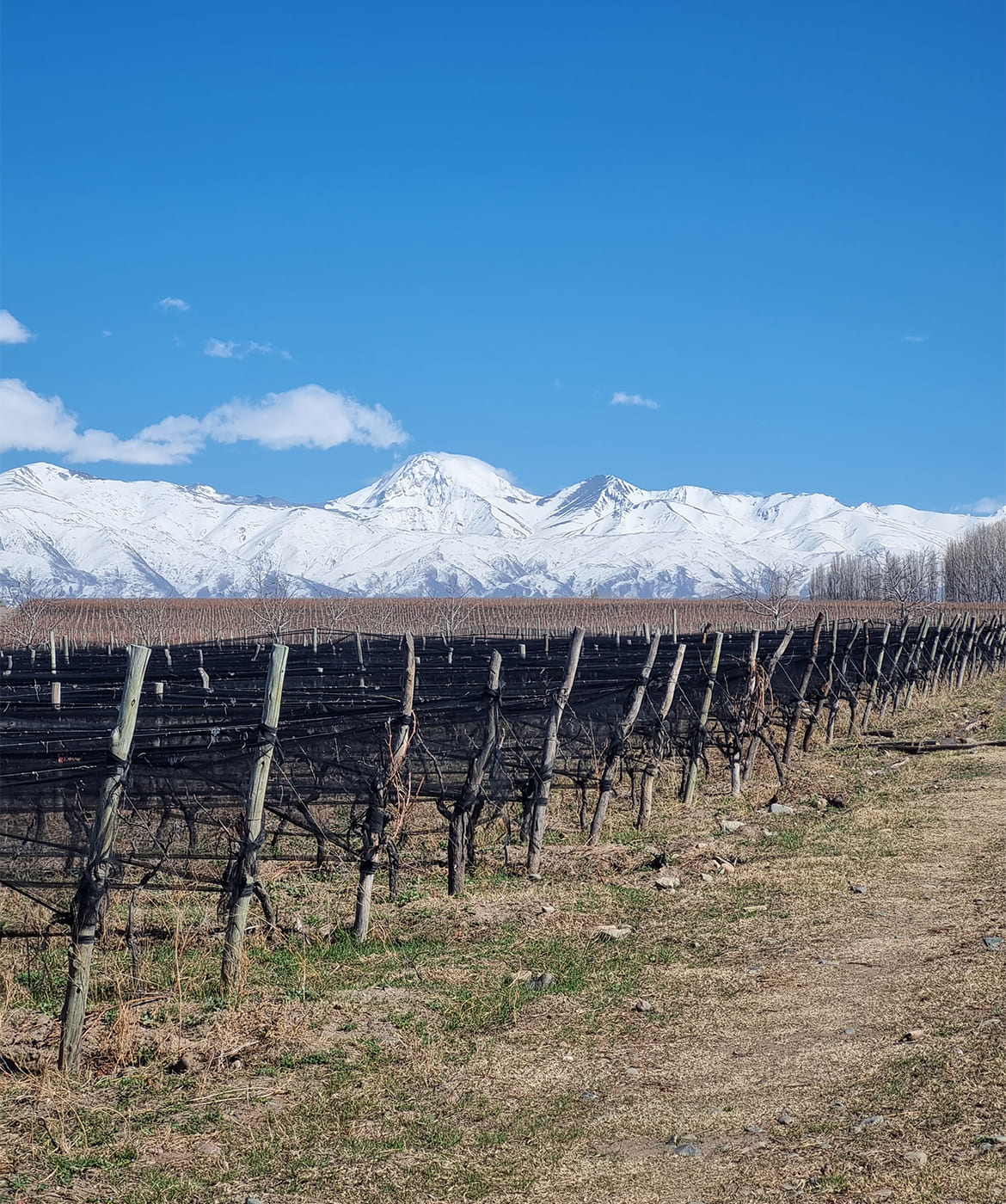 credo-malbec