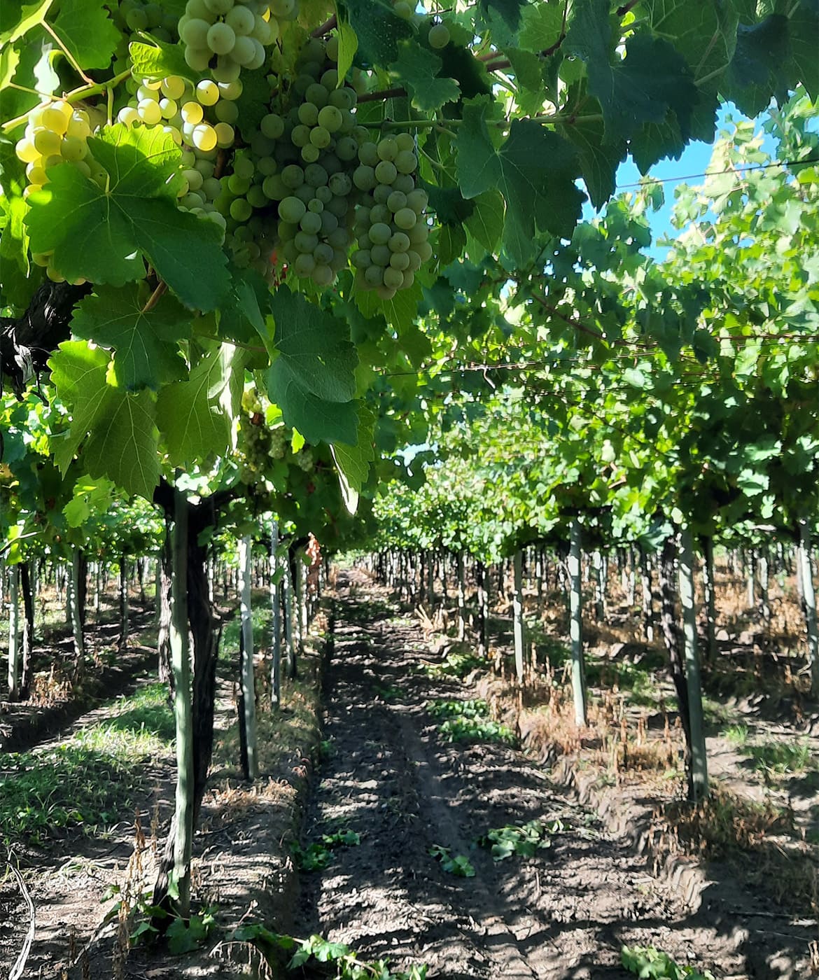 liverra-chenin